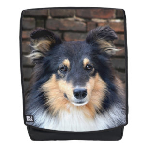 Tricolor Sheltie stellen gegenüber Rucksack
