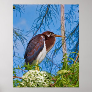 Tricolored Reiher in einem Baum Poster