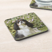 Tricolour unbekümmerter Königcharles Spaniel auf Getränkeuntersetzer (Linke Seite)