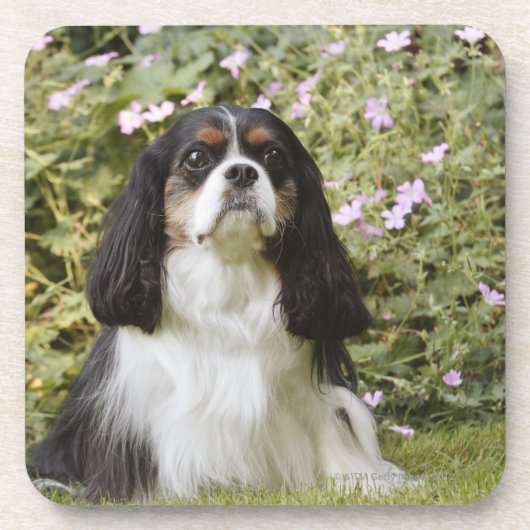 Tricolour unbekümmerter Königcharles Spaniel auf Getränkeuntersetzer (Vorderseite)