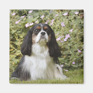 Tricolour unbekümmerter Königcharles Spaniel auf Magnet