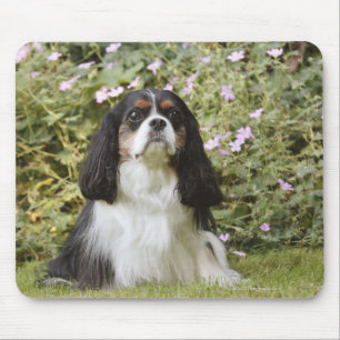 Tricolour unbekümmerter Königcharles Spaniel auf Mousepad