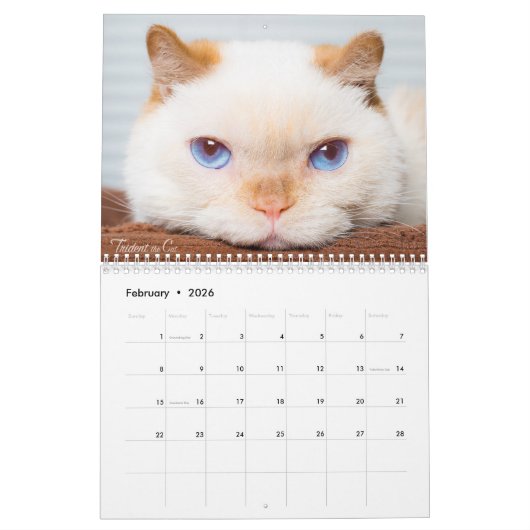 Trident 2017 der Katzen-Kalender Kalender (Feb 2026)