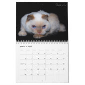 Trident 2017 der Katzen-Kalender Kalender (Mär 2027)