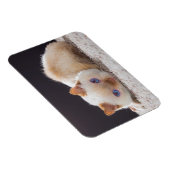 Trident der Cat Magnet (Rechte Seite)