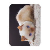 Trident der Cat Magnet (Vertikal)