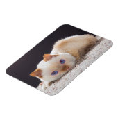 Trident der Cat Magnet (Linke Seite)