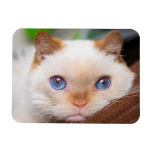 Trident der Katzen-Magnet 04 Magnet