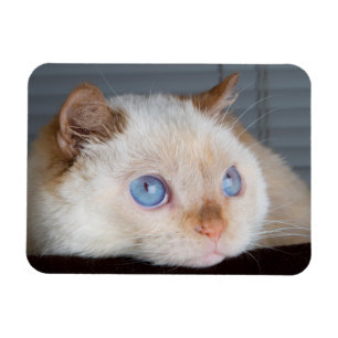 Trident der Katzen-Magnet 06 Magnet