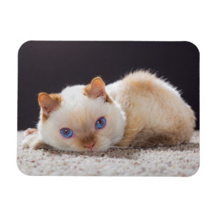 Trident der Katzen-Magnet Magnet