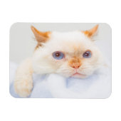 Trident the Cat Magnet 03 (Horizontal)