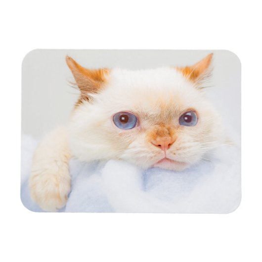 Trident the Cat Magnet 03 (Horizontal)