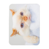 Trident the Cat Magnet 03 (Vertikal)