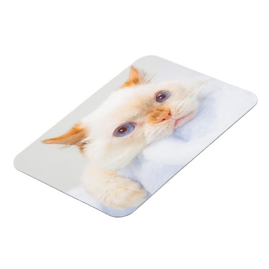 Trident the Cat Magnet 03 (Linke Seite)