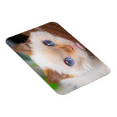 Trident the Cat Magnet 04 (Rechte Seite)