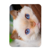 Trident the Cat Magnet 04 (Vertikal)