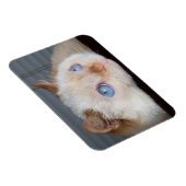 Trident the Cat Magnet 06 (Rechte Seite)