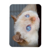 Trident the Cat Magnet 06 (Vertikal)