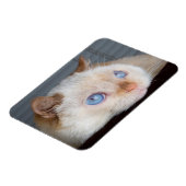 Trident the Cat Magnet 06 (Linke Seite)