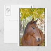 Trigger ~ Das unglaubliche Rettungspferd Postkarte (Vorne/Hinten)