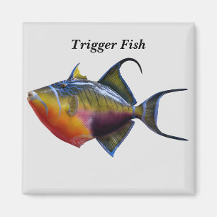 Triggerfisch Magnet