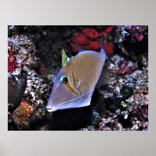 Triggerfisch Poster (Vorne)