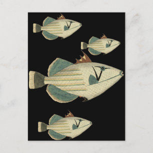 Triggerfisch Postkarte