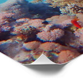 Triggerfische Erholungen auf einem Korallenblock a Poster (Ecke)