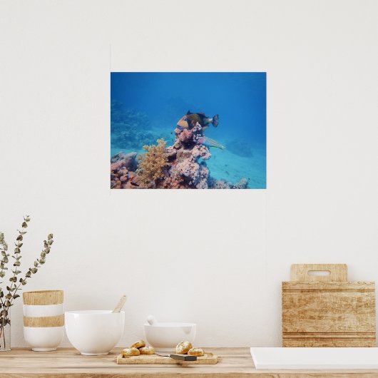 Triggerfische Erholungen auf einem Korallenblock a Poster (Küche)