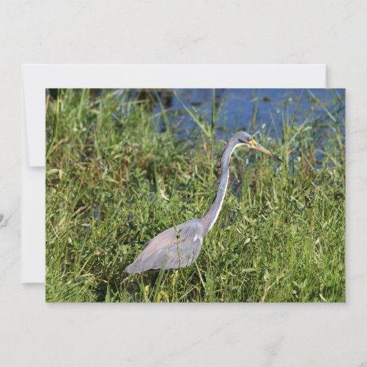 Trikolon Heron Mitteilungskarte (Vorderseite)