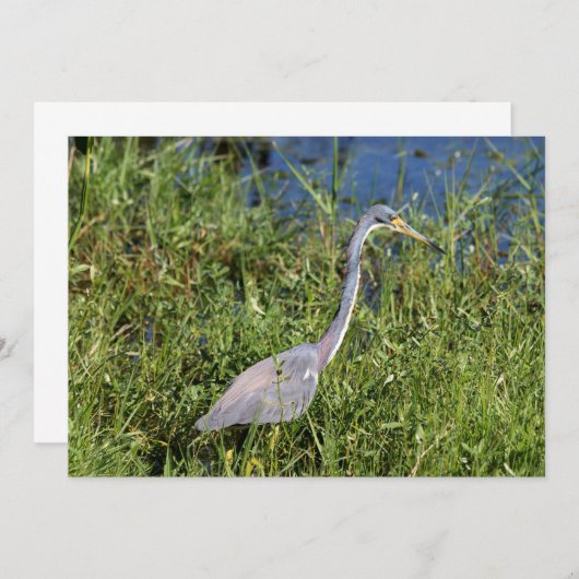 Trikolon Heron Mitteilungskarte (Vorne/Hinten)