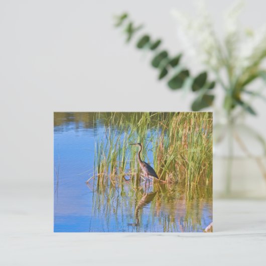 Trikolore Heron am Postkartensee Postkarte (Stehend Vorderseite)