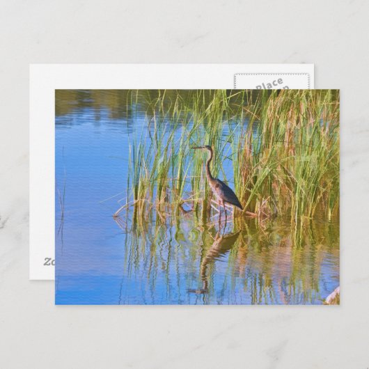 Trikolore Heron am Postkartensee Postkarte (Vorne/Hinten)
