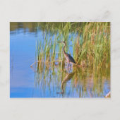 Trikolore Heron am Postkartensee Postkarte (Vorderseite)