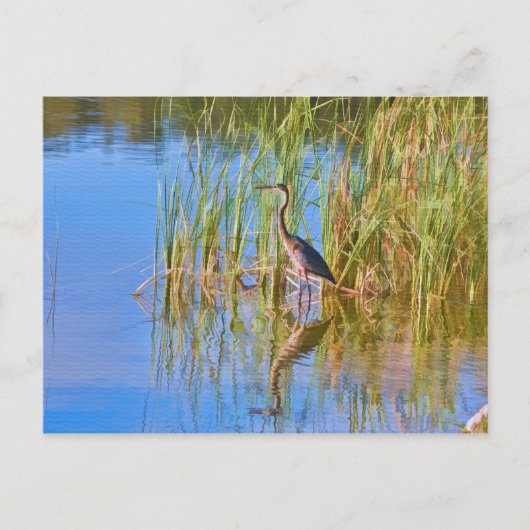 Trikolore Heron am Postkartensee Postkarte (Vorderseite)
