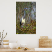 Trikolore Heron Everglades Poster (Küche)