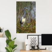 Trikolore Heron Everglades Poster (Heimbüro)