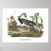 Trikolore Heron, John Audubon Poster (Vorne)