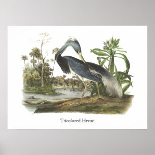 Trikolore Heron, John Audubon Poster