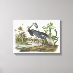 Trikolore Heron von Audubon Leinwanddruck