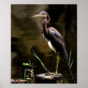 Trikolorierte Heron Print -20x24 -andere Größen au Poster