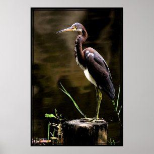 Trikoloriertes Heron Poster -40x60 -andere Größen