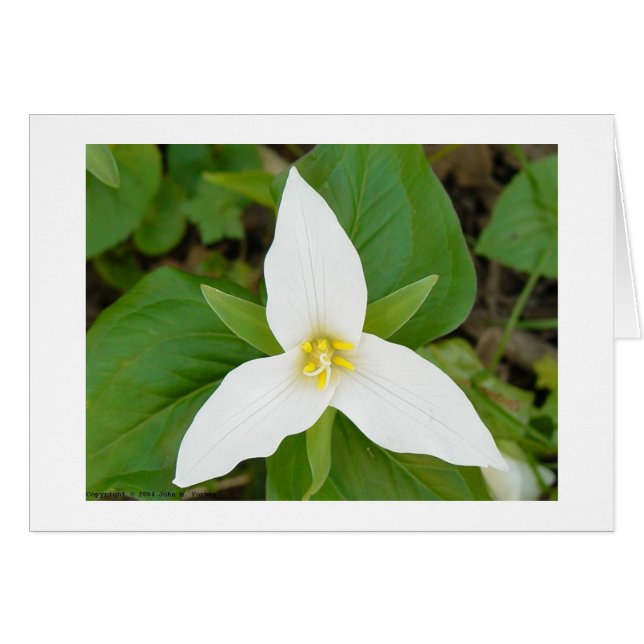 Trillium (Vorderseite (Horizontal))