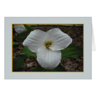 Trillium Beauty - Leere Innenseite