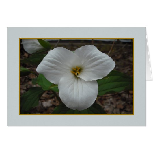 Trillium Beauty - Leere Innenseite (Vorderseite (Horizontal))