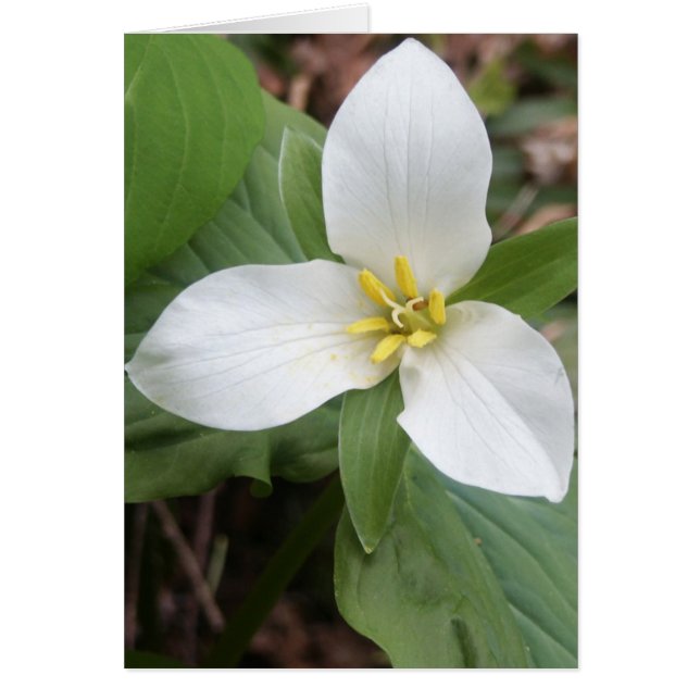 Trillium Blossom (Vorne)