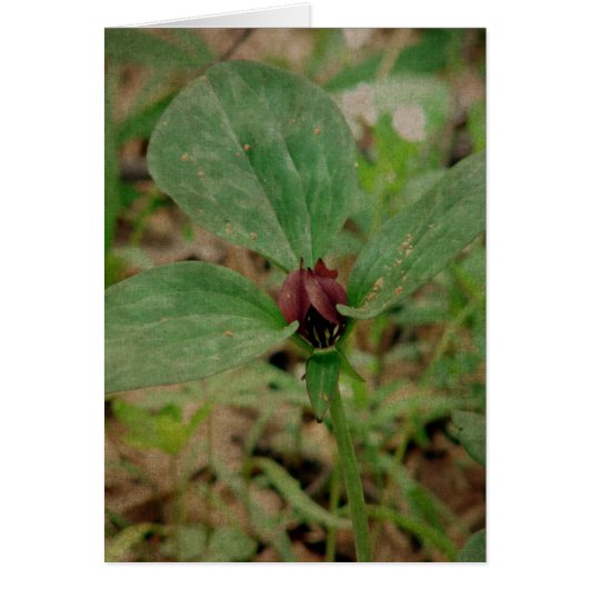 Trillium-Blume (Vorne)