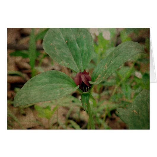 Trillium-Blume (Vorderseite (Horizontal))