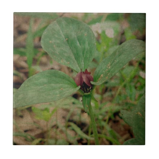 Trillium-Blume Fliese (Vorderseite)