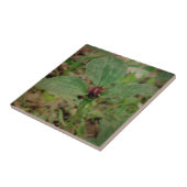 Trillium-Blume Fliese (Seite)